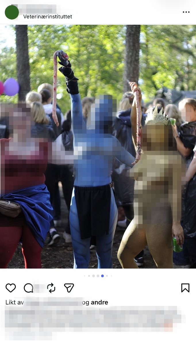 Hemmelige ritualer med oksepenis og dyreorganer på veterinærstudiet: En students oppgjør med tradisjonen